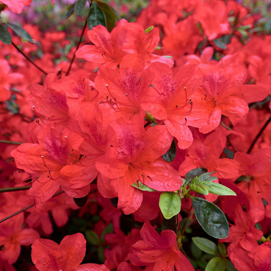 Autumn Sunset Encore Azalea flowering 