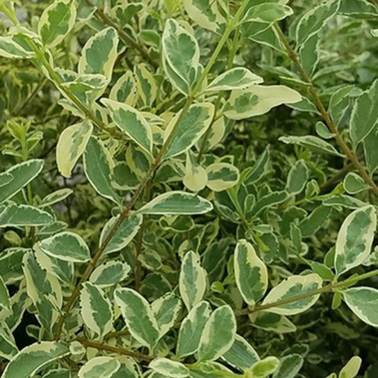 Variegated Chinese Privet Leaves Up Close Cropped