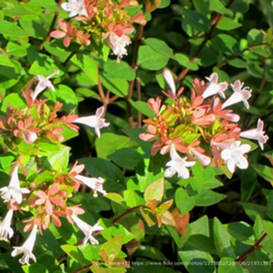 Rose Creek Abelia Cropped