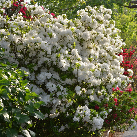 Autumn Angel Encore Azalea growing in the garden