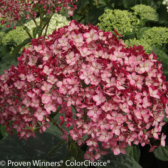 Red and White Invincibelle Ruby Hydrangea Flower