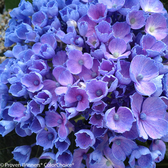 Let's Dance Rhythmic Blue Hydrangea Bloom Close Up