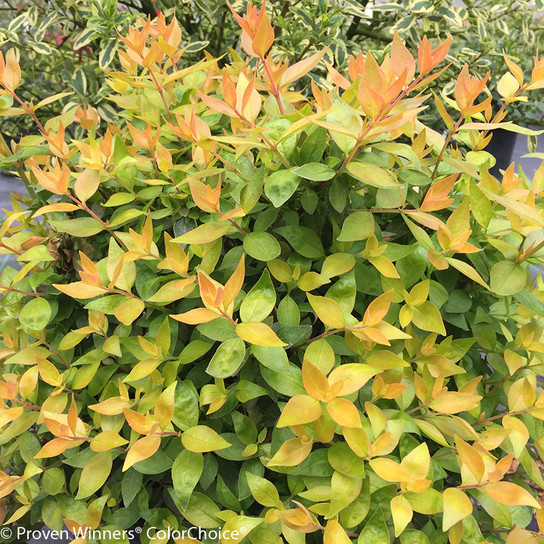 Funshine Abelia Foliage