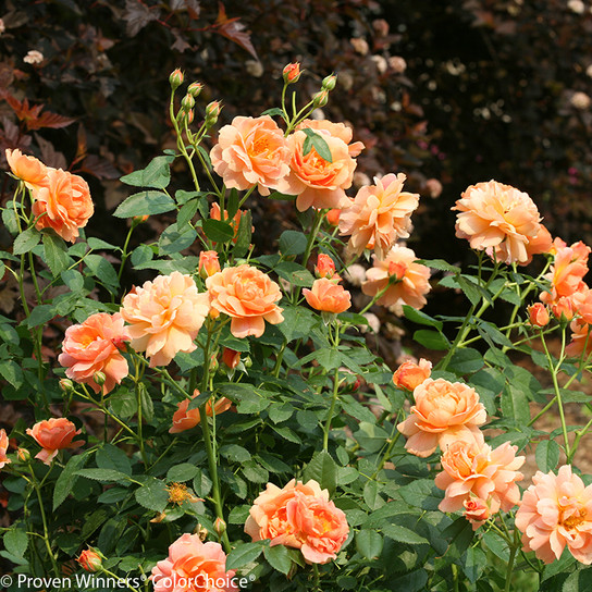 At Last Rose Shrub Covered in Blooms