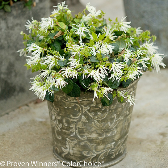 Jazz Hands Dwarf White Loropetalum Shrub in Garden Planter