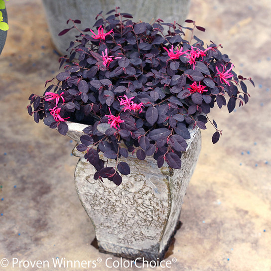 Jazz Hands® Mini Loropetalum | Plant Addicts
