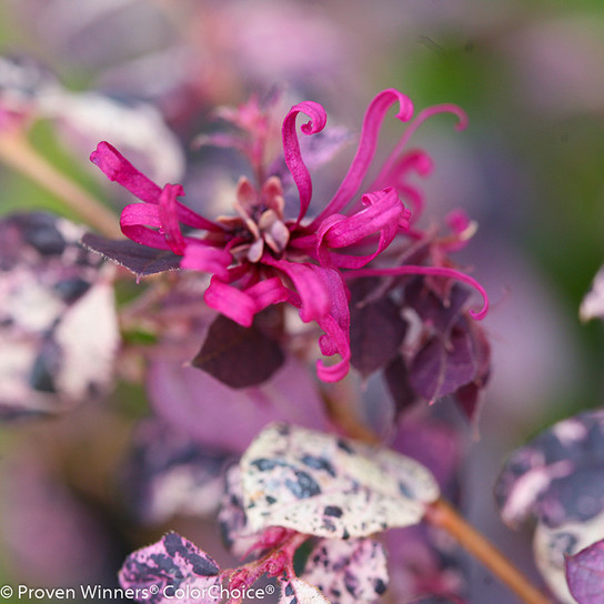 Jazz Hands Variegated Loropetalum Flower Close Up