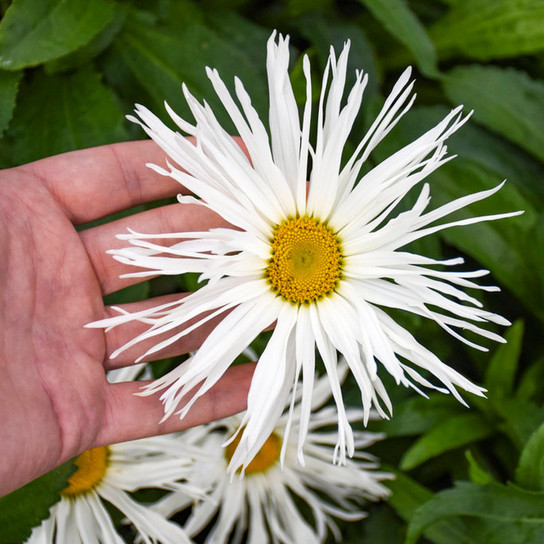 Large Amazing Daisies® Spun Silk Shasta Daisy Bloom and Flower Petals