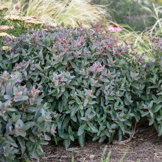 healthy Rock 'N Grow® 'Tiramisu' Stonecrop Sedum