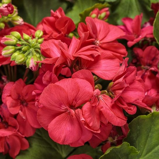 Boldly Coral Geranium flowers