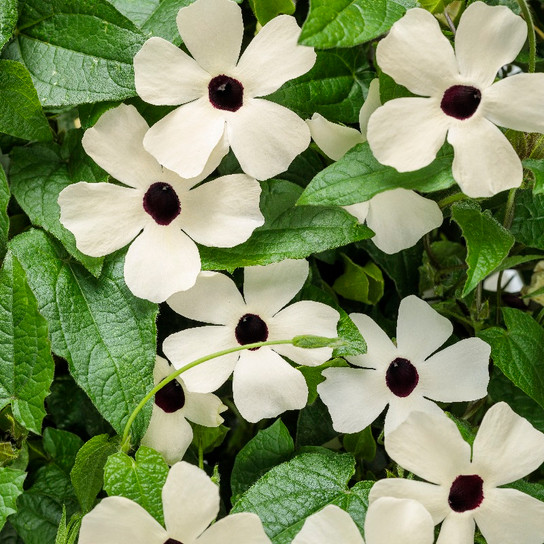 Coconut A-Peel® Black-Eyed Susan Vine flowers