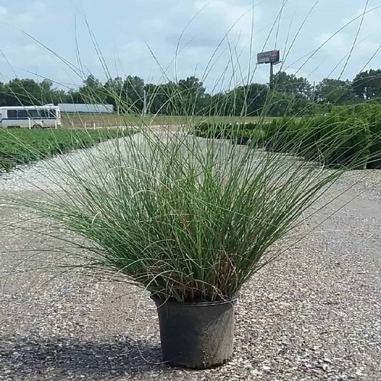 healthy Maiden Miscanthus Grass