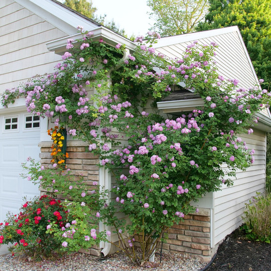 Rise Up Lilac Days™ Rose Climbing Up A Trellis By The House