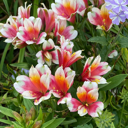 Inca Lucky Peruvian Lily blooming