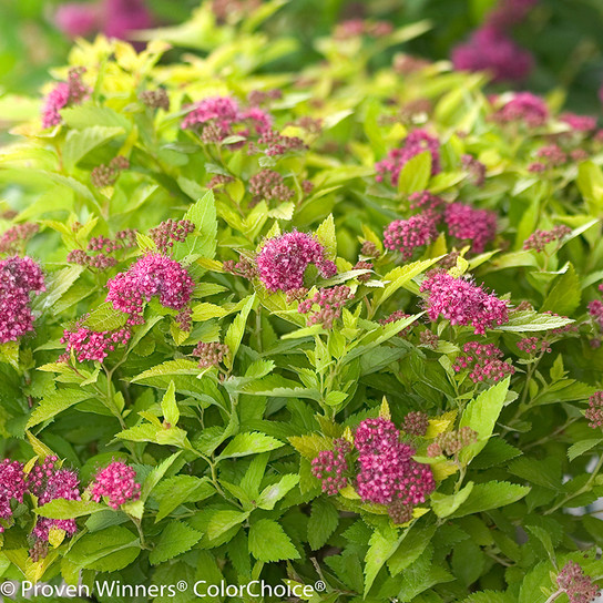 Double Play Gold Spirea Pink Flowers and Lime Green Leaves