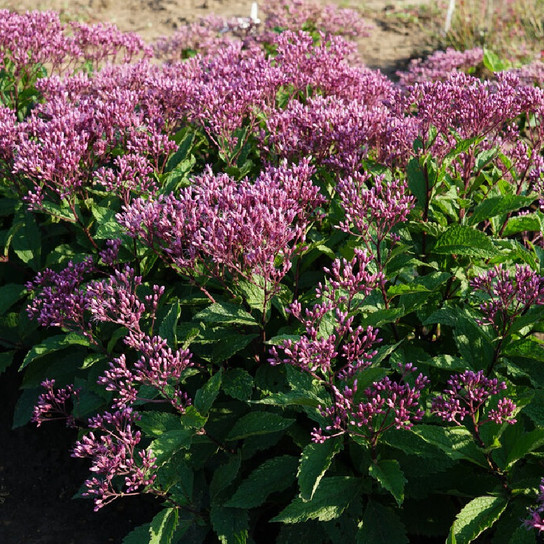 Ruby Joe-Pye Weed in the landscape