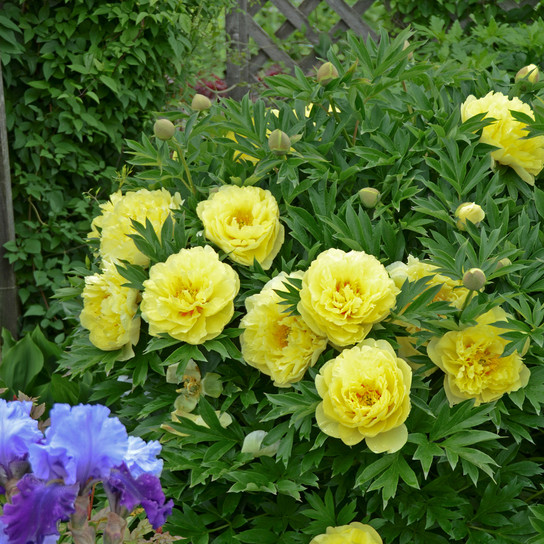 Mature Bartzella Peony Plant Covered in Flowers