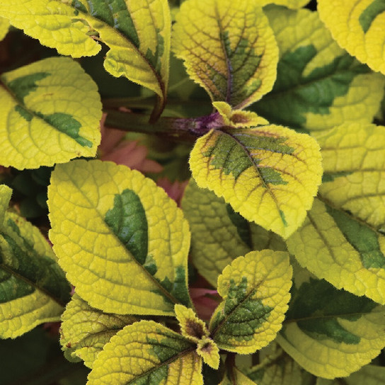 FanciFillers Guacamole Plectranthus foliage