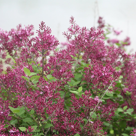 Bloomerang Dark Purple Lilac Branches Covered in Flowers