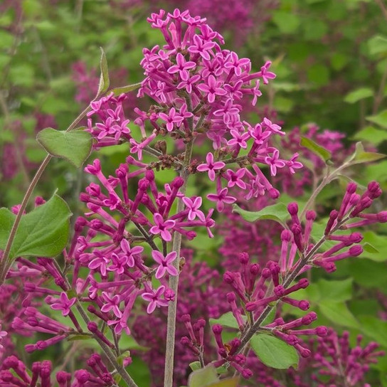 Bloomerang Dark Purple Lilac flowers close-up