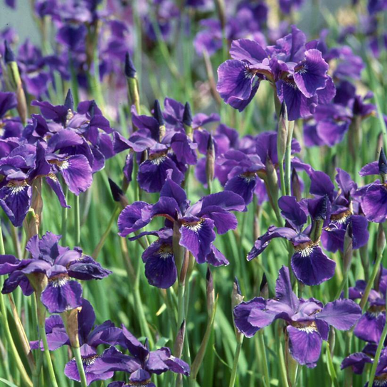 Caesar's Brother Siberian Iris Flower Close Up