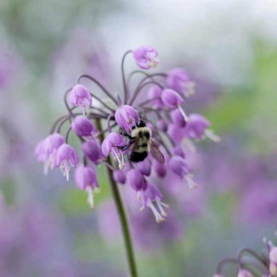 Nodding Onion Allium Cernuum Flower Close Up