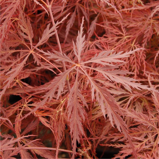 Crimson Queen Weeping Japanese Maple Foliage Close Up