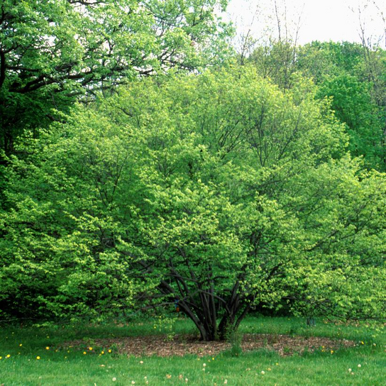 American Hornbeam Growing in the Landscaping