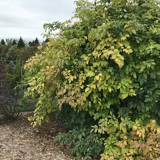 Adams Elderberry Growing in the Sunlight