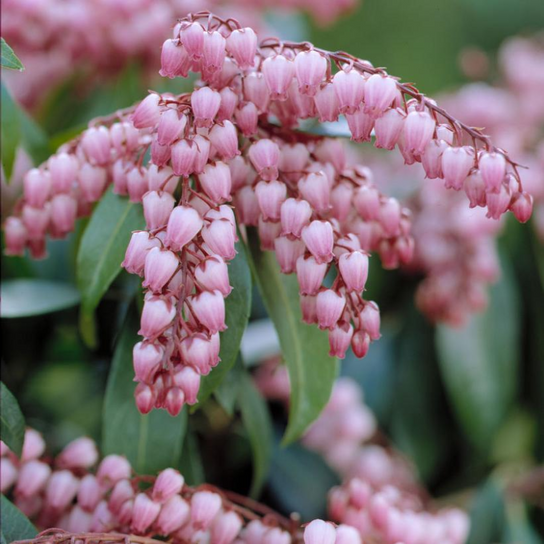 Katsura Pieris Flowers & Foliage