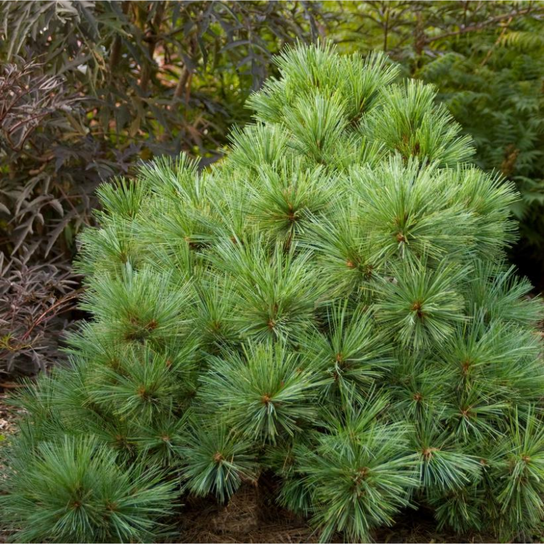 Blue Shag White Pine Shrub in the Landscaping