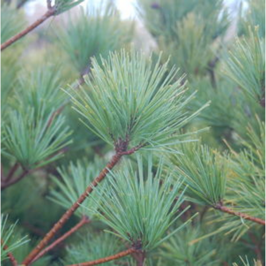 Connecticut Slate Dwarf White Pine Stem with Foliage
