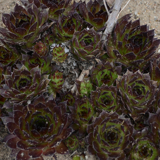 Black Hens and Chicks