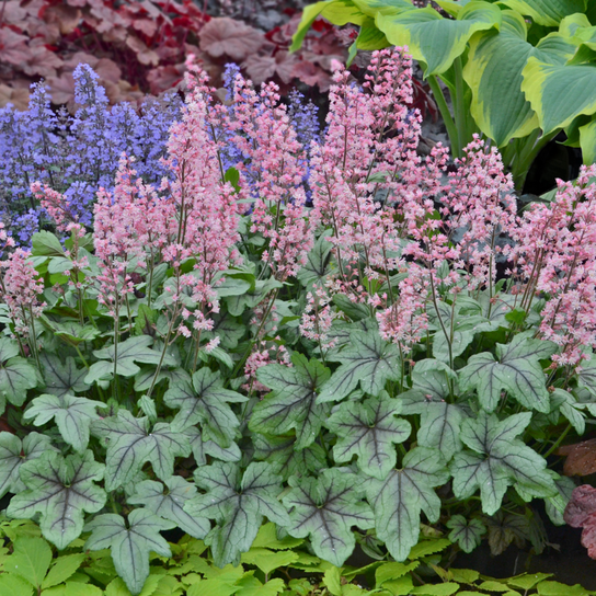 Pink Fizz Heucherella Growing in the Garden