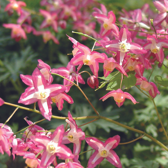 Fairy Wings Barrenwort Stem with Blooms