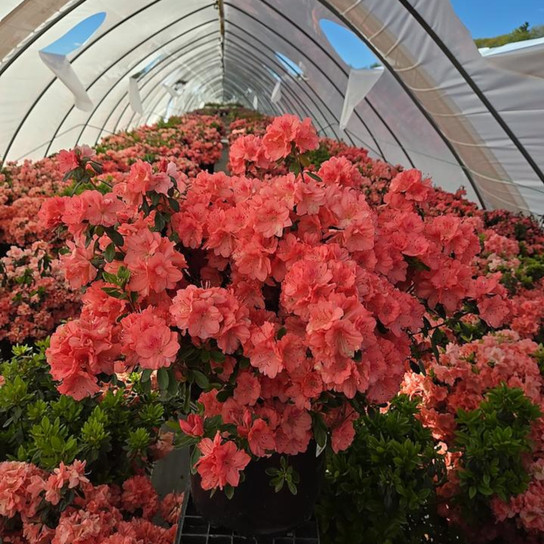 Blaauw's Pink Dwarf Evergreen Azalea