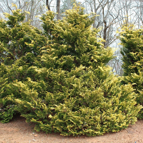 Mature Cripps Golden Hinoki Cypress