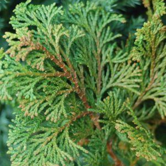 Compact Hinoki Cypress Stem with Foliage