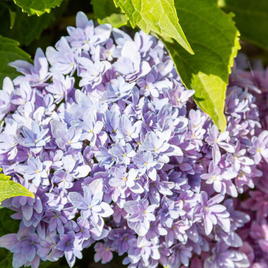 Starfield™ Hydrangea Flowers and Leaves