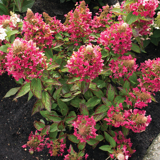 Flare™ Hydrangea on the Ground