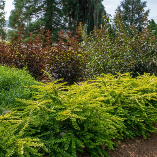 Thunderbolt® Box Honeysuckle Garden Border