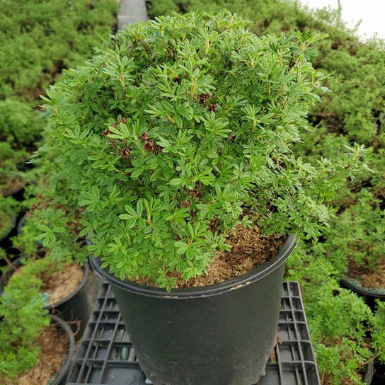 Goldfinger Shrubby Potentilla in Pot Planter