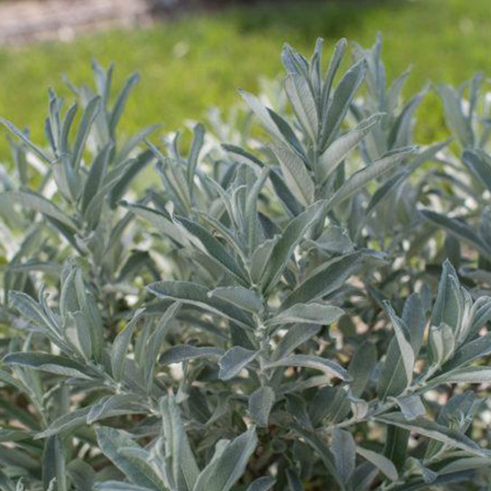 Iceberg Alley Sageleaf Willow Shrubs