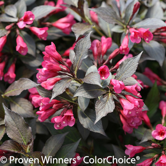 Spilled Wine Weigela Leaves and Pink Flowers