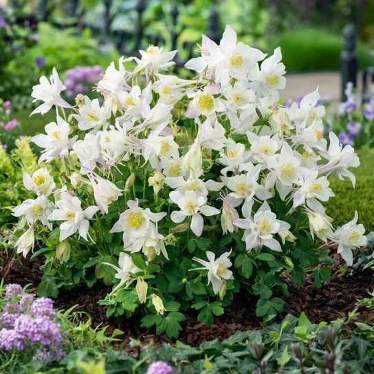 Earlybird™ White Columbine early spring compact flowers