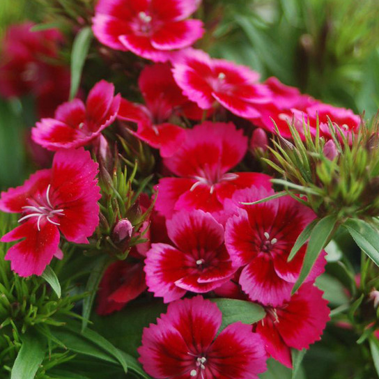 Red Barbarini™ Dianthus Flowers and Leaves