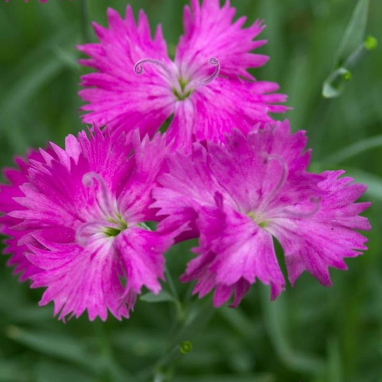Pinks bright magenta blooms