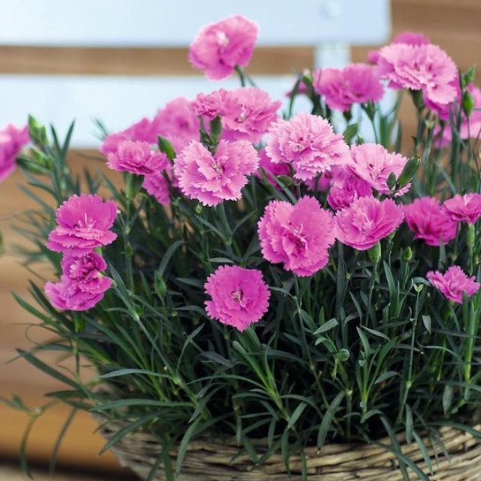Pinks compact flowering perennial