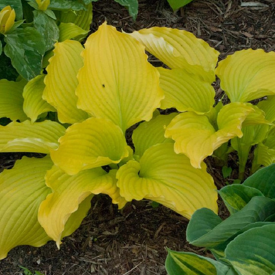 Dancing Queen Plantain Lily yellow leaves