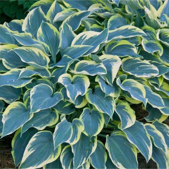 First Frost Hosta Foliage Close Up